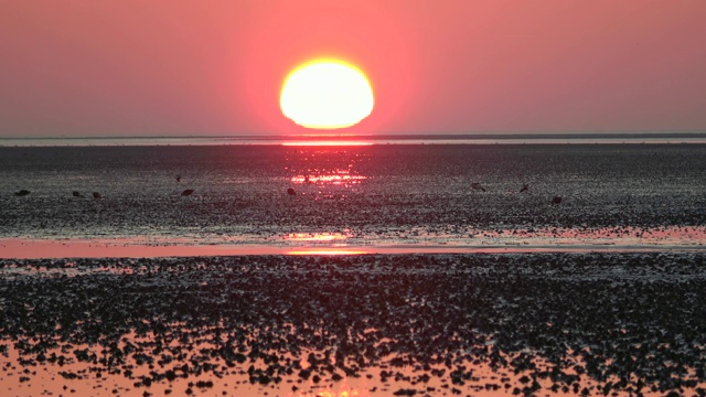 瓦登海边浪漫的日落，低潮，北海视频素材