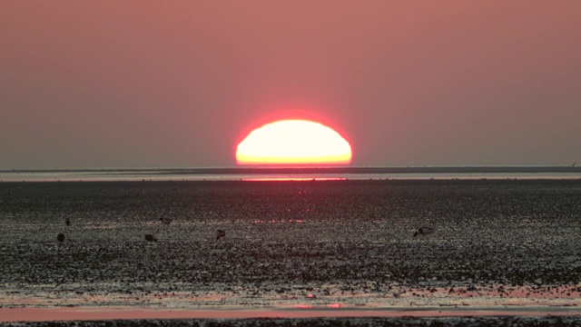 瓦登海边浪漫的日落，低潮，北海视频素材