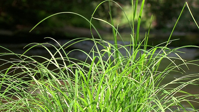 山涧草视频素材