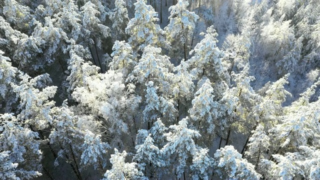 下雪的圣诞节森林视频素材