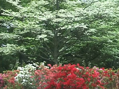 日本传统园林中的美丽花朵视频素材