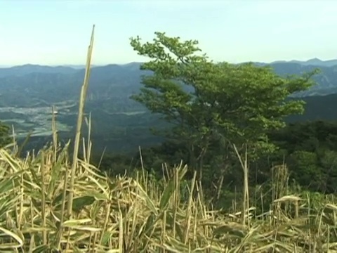 日本的风山视频素材