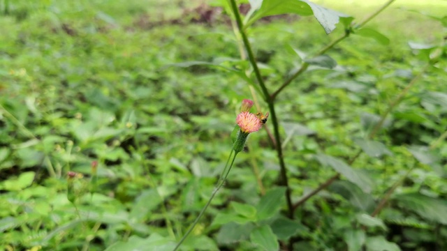 小黄蜂在给一种小的蓟花授粉视频素材