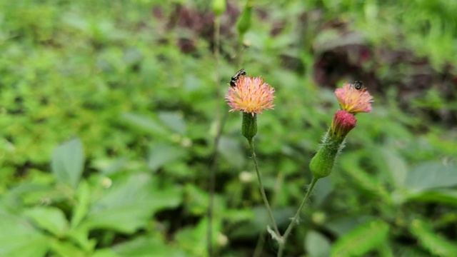 两只黑蜜蜂在匍匐蓟花上授粉视频素材