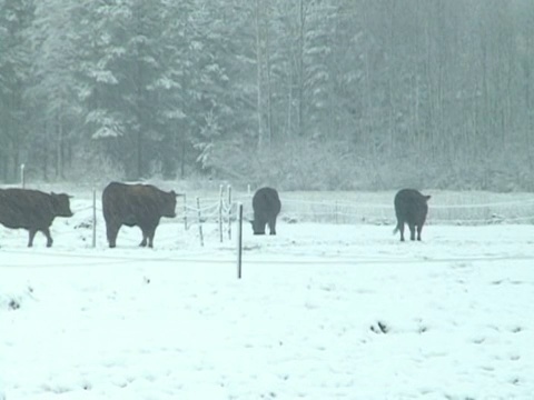 斯堪的纳维亚冬季雪地上的奶牛视频素材