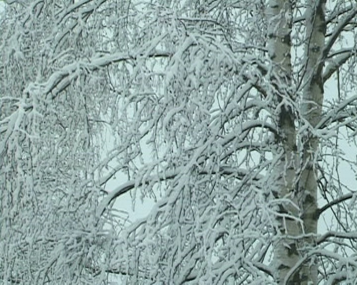 芬兰冬天的雪树视频素材