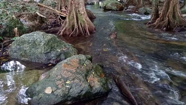 森林中的河流视频素材