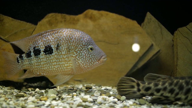 水族馆里的鱼视频素材