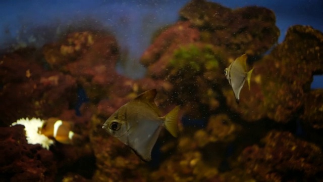 水族馆里的鱼。神仙鱼视频素材