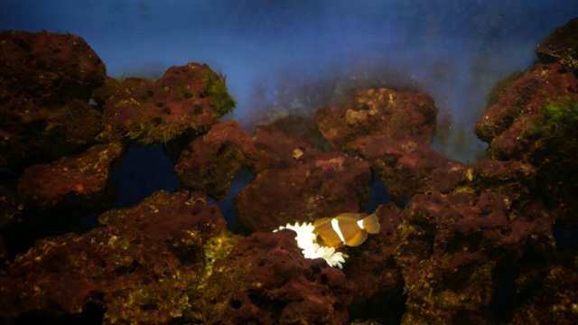 Сlown水族馆中的浮游生物视频素材