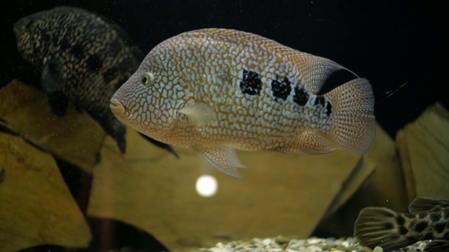 水族馆里的鱼视频素材