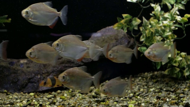 水族馆里的食人鱼视频素材