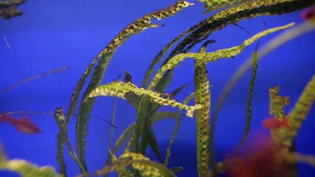 海藻在水族馆视频素材