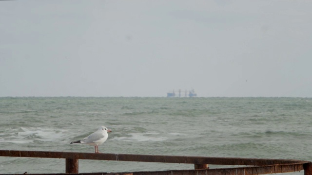 一只海鸥对着大海视频素材