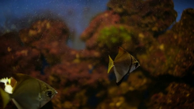 水族馆里的鱼。神仙鱼视频素材