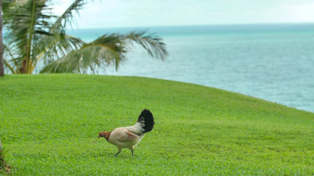 野鸡母鸡在夏威夷考艾岛海岸的海滩上啄食草视频素材