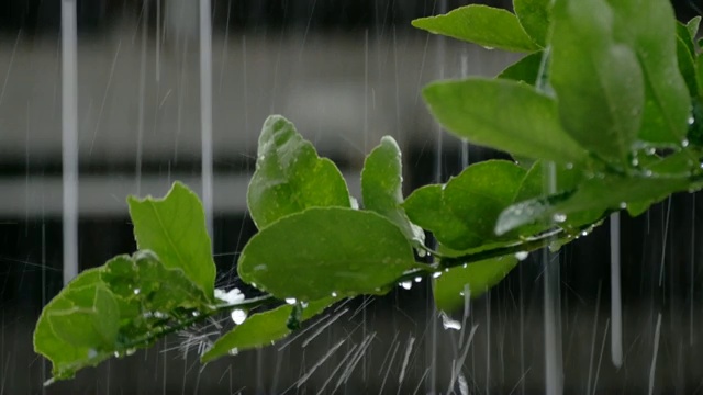 雨滴落进树叶4K分辨率视频素材