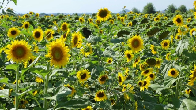 夏日的向日葵田视频素材