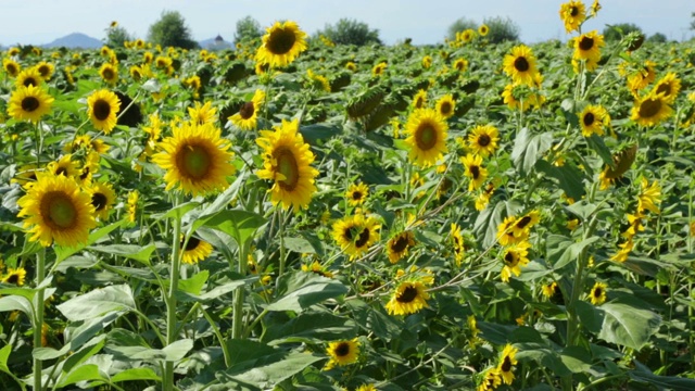 夏日的向日葵田视频素材