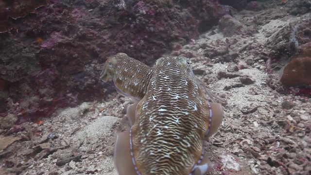 鱼在海里游泳的特写镜头视频下载