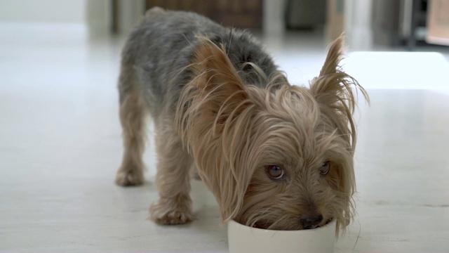 4K女手把食碗放在地上喂狗。约克郡犬跑向碗，开始吃东西。视频素材