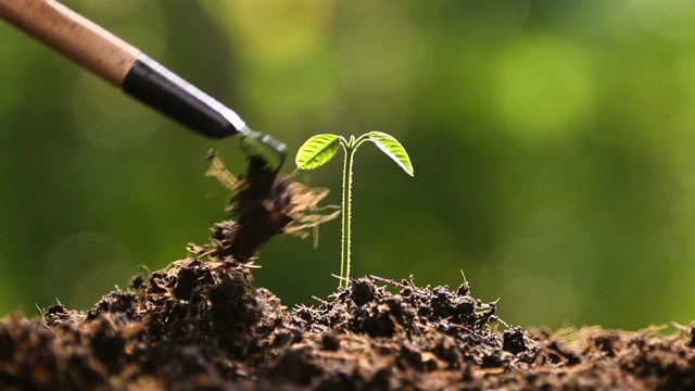 照顾植物视频素材