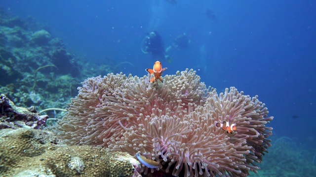 小丑鱼(Amphiprion ocellaris)视频素材