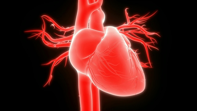 人类心跳解剖学视频素材