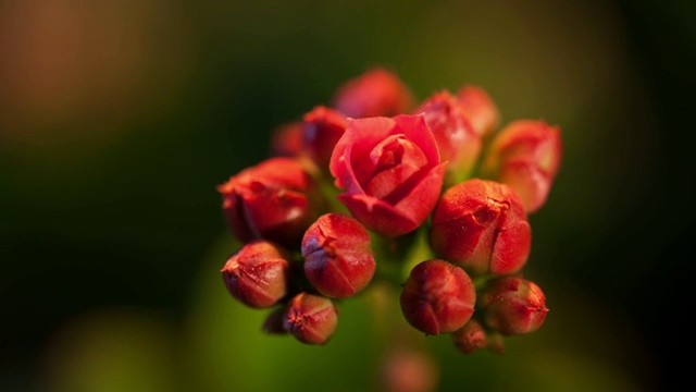 玫瑰花蕾闭合视频素材