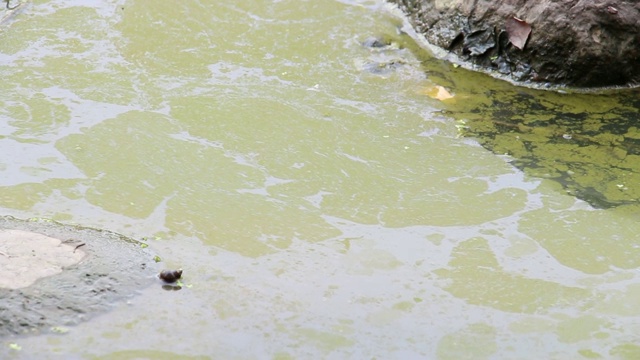 夏季，水藻在湖泊边缘流动、泛滥，污染水体和环境。生态灾难的概念。视频素材