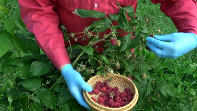 收获成熟香甜健康成熟的覆盆子视频素材