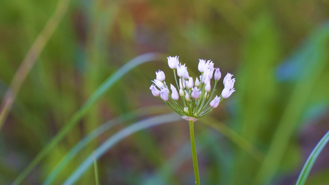 野洋葱或鼠洋葱开的白色小花视频素材