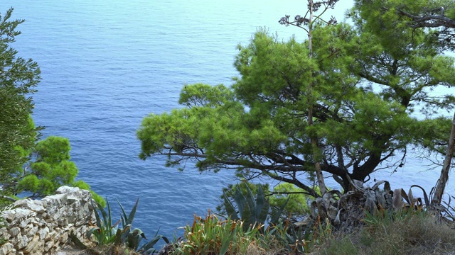 克罗地亚地中海沿岸，透过绿色云杉的海景视频素材