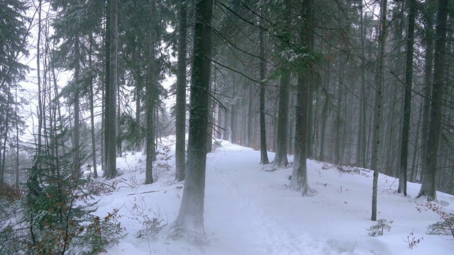 冬天的松林里有暴风雪视频素材