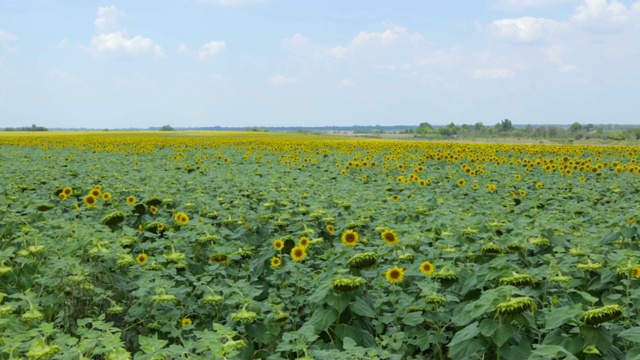 夏日的向日葵田视频素材