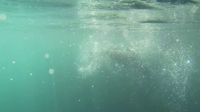 海豹在水下游泳嬉戏，在一团闪闪发光的泡泡里视频下载