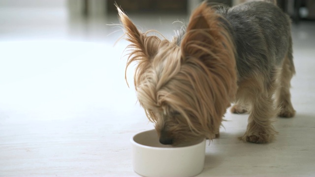 4K女手把食碗放在地上喂狗。约克郡犬跑向碗，闻了闻就走开了。视频素材