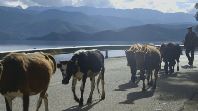 奶牛沿着泸沽湖上坡路，中景视频素材