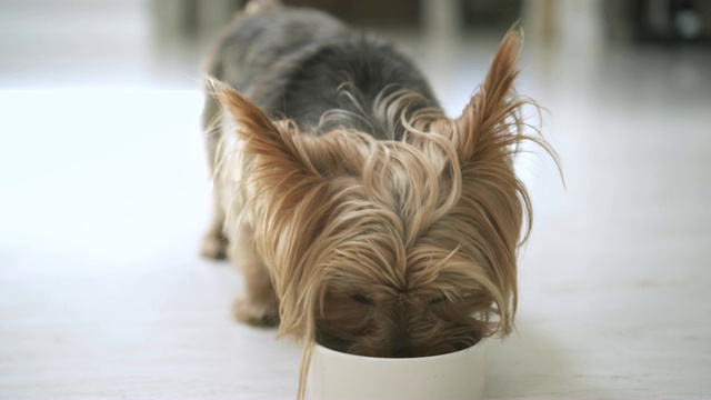 4K约克郡犬从碗里吃狗粮视频素材