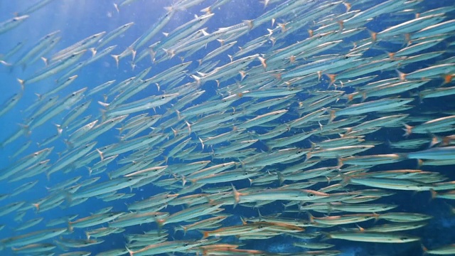 浅水礁湖中黄尾梭鱼的水下鱼群视频素材