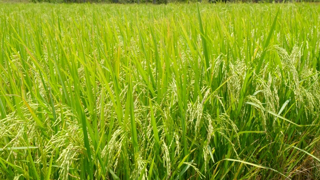 绿色水稻的特写。稻田学习中心的一种稻穗运动是有机稻田，不使用化学药剂视频素材