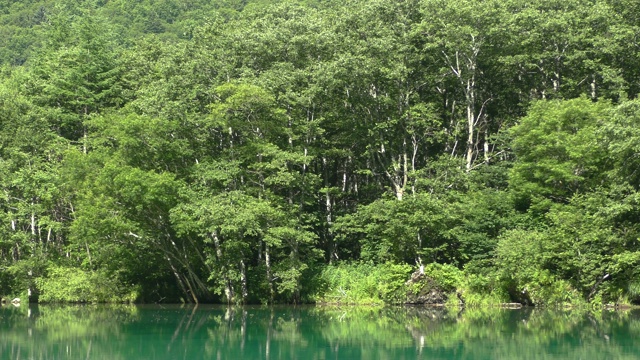 日本长野松本上高知大生池塘视频素材