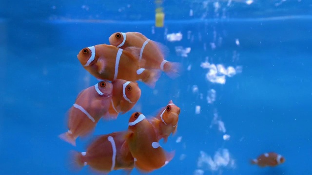 小丑海葵鱼在水族馆。视频素材