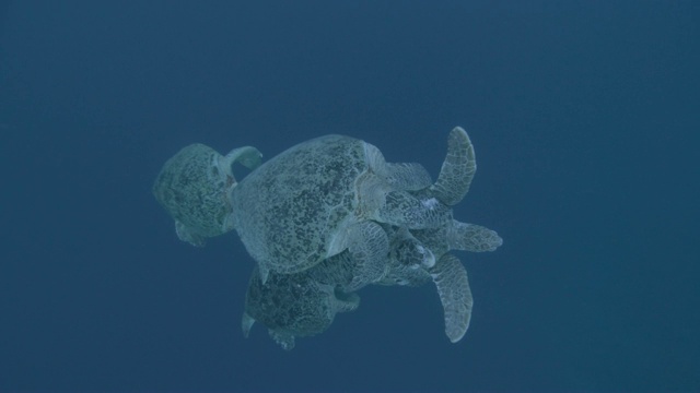 马来西亚西巴丹，雄性绿海龟(Chelonia midas)与雌性绿海龟竞争交配视频素材