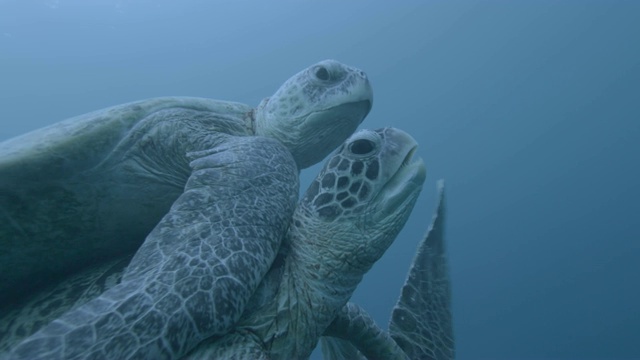 马来西亚西巴丹，雄性绿海龟(Chelonia midas)与雌性绿海龟竞争交配视频素材