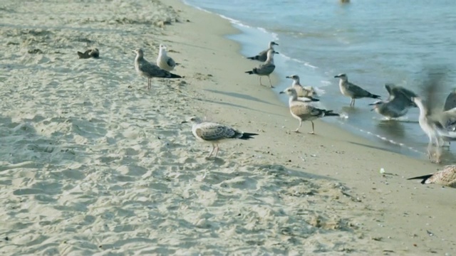 海鸥在海滩视频素材