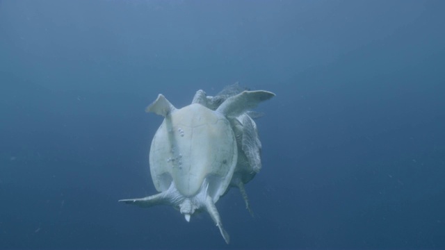 马来西亚西巴丹，雄性绿海龟(Chelonia midas)与雌性绿海龟竞争交配视频素材