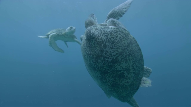 马来西亚西巴丹，雄性绿海龟(Chelonia midas)与雌性绿海龟竞争交配视频素材