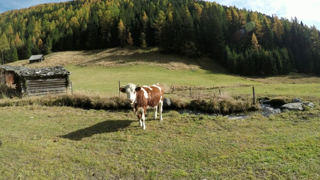 意大利山区景观与牛，河和房子在trentino alto adige 03视频素材