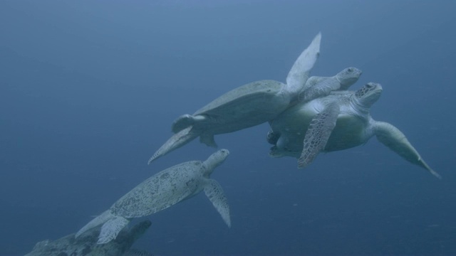 马来西亚西巴丹，雄性绿海龟(Chelonia midas)与雌性绿海龟竞争交配视频素材